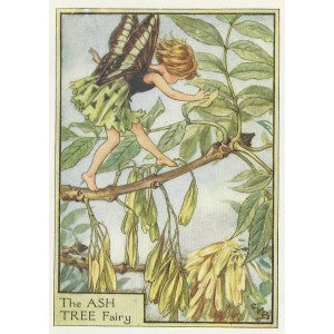 Ash Tree Flower Fairy guaranteed original vintage print