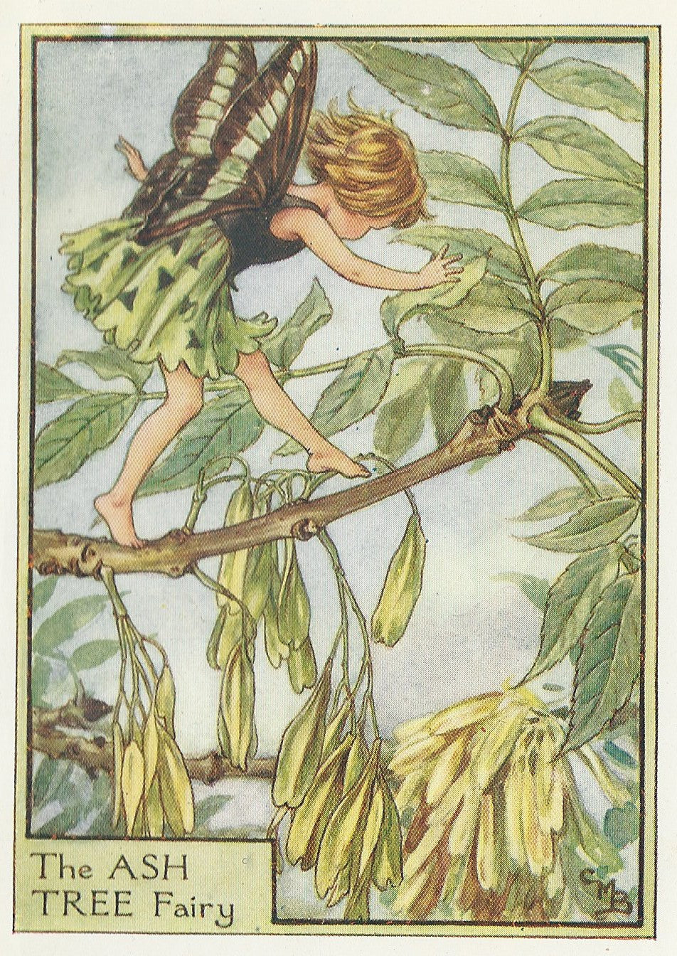 Ash Tree Flower Fairy guaranteed original vintage print