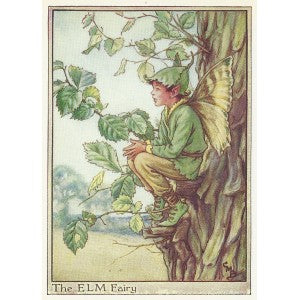 Elm Tree Flower Fairy vintage print