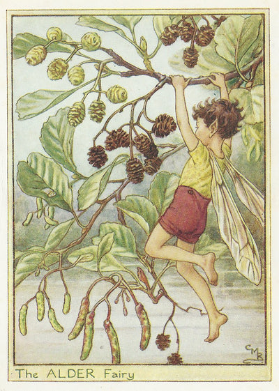 Alder Tree Flower Fairy vintage print