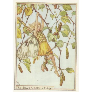 Silver Birch Flower Fairy vintage print
