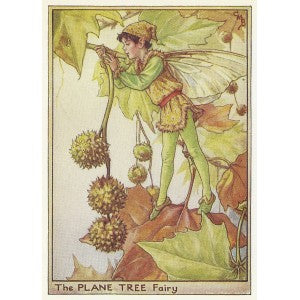 Plane Tree Flower Fairy vintage print