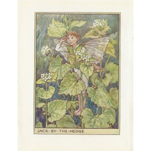 Jack-by-the-Hedge Flower Fairy vintage print