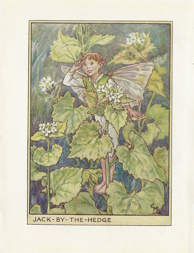 Jack-by-the-Hedge Flower Fairy vintage print
