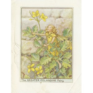 Greater Celandine Flower Fairy vintage print