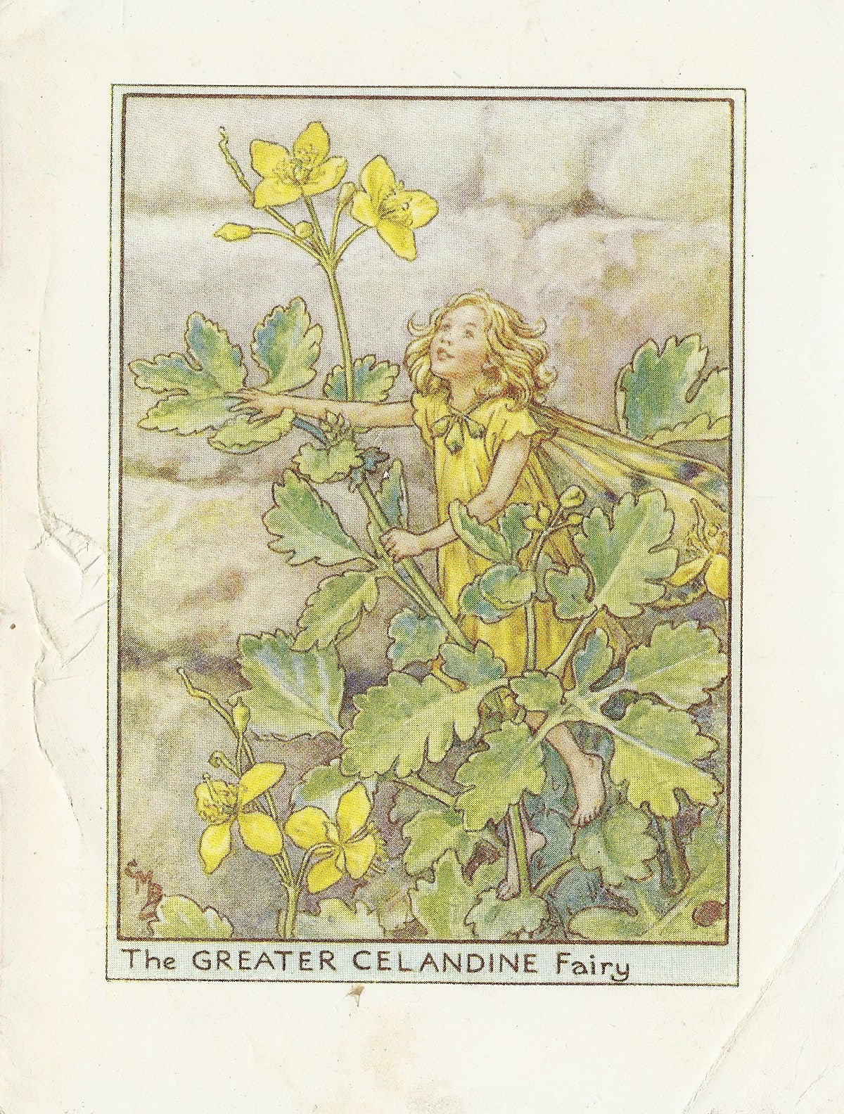 Greater Celandine Flower Fairy vintage print