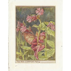 Red Campion Flower Fairy vintage print