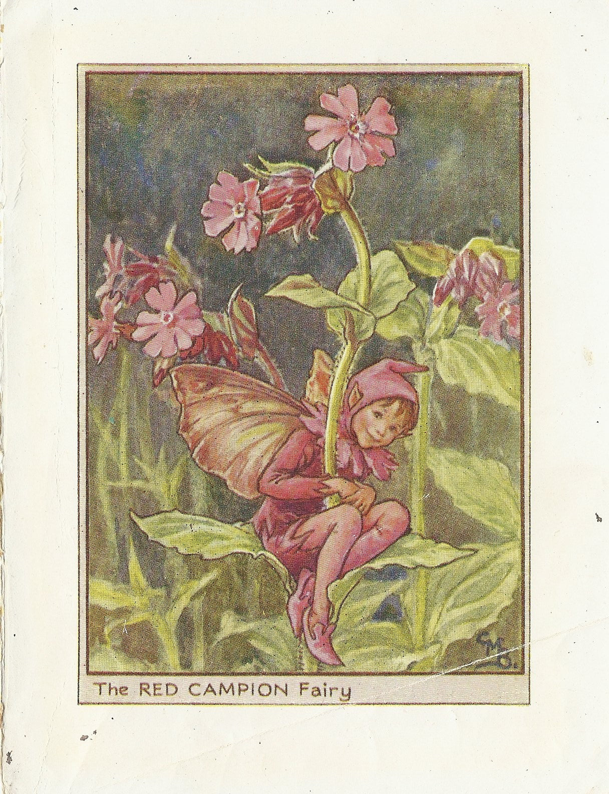 Red Campion Flower Fairy vintage print