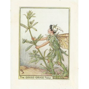 Goose-Grass Flower Fairy original vintage print