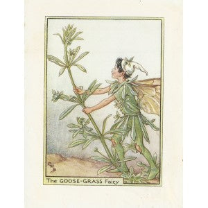 Goose-Grass Flower Fairy original vintage print