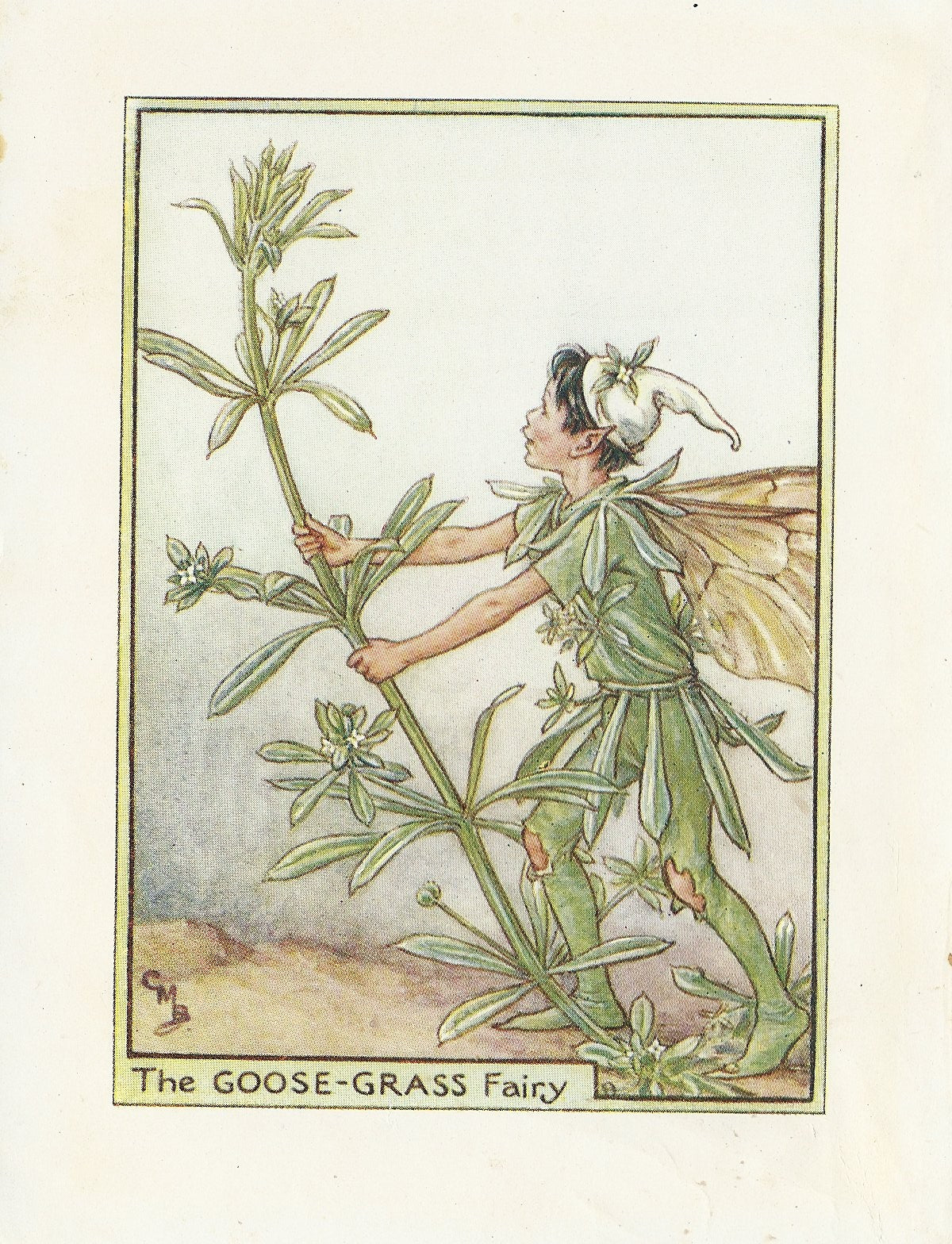 Goose-Grass Flower Fairy original vintage print