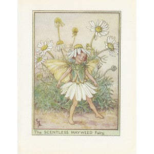 Scentless Mayweed Flower Fairy original vintage print