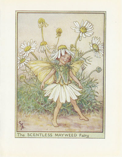 Scentless Mayweed Flower Fairy original vintage print