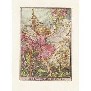 Rose-bay Willow-herb Flower Fairy vintage print