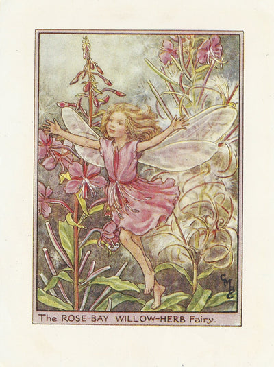 Rose-bay Willow-herb Flower Fairy vintage print