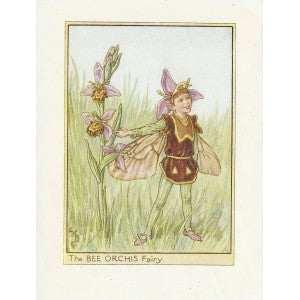 Bee Orchis Flower Fairy original vintage print
