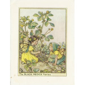 Black Medick Flower Fairy original vintage print 1948