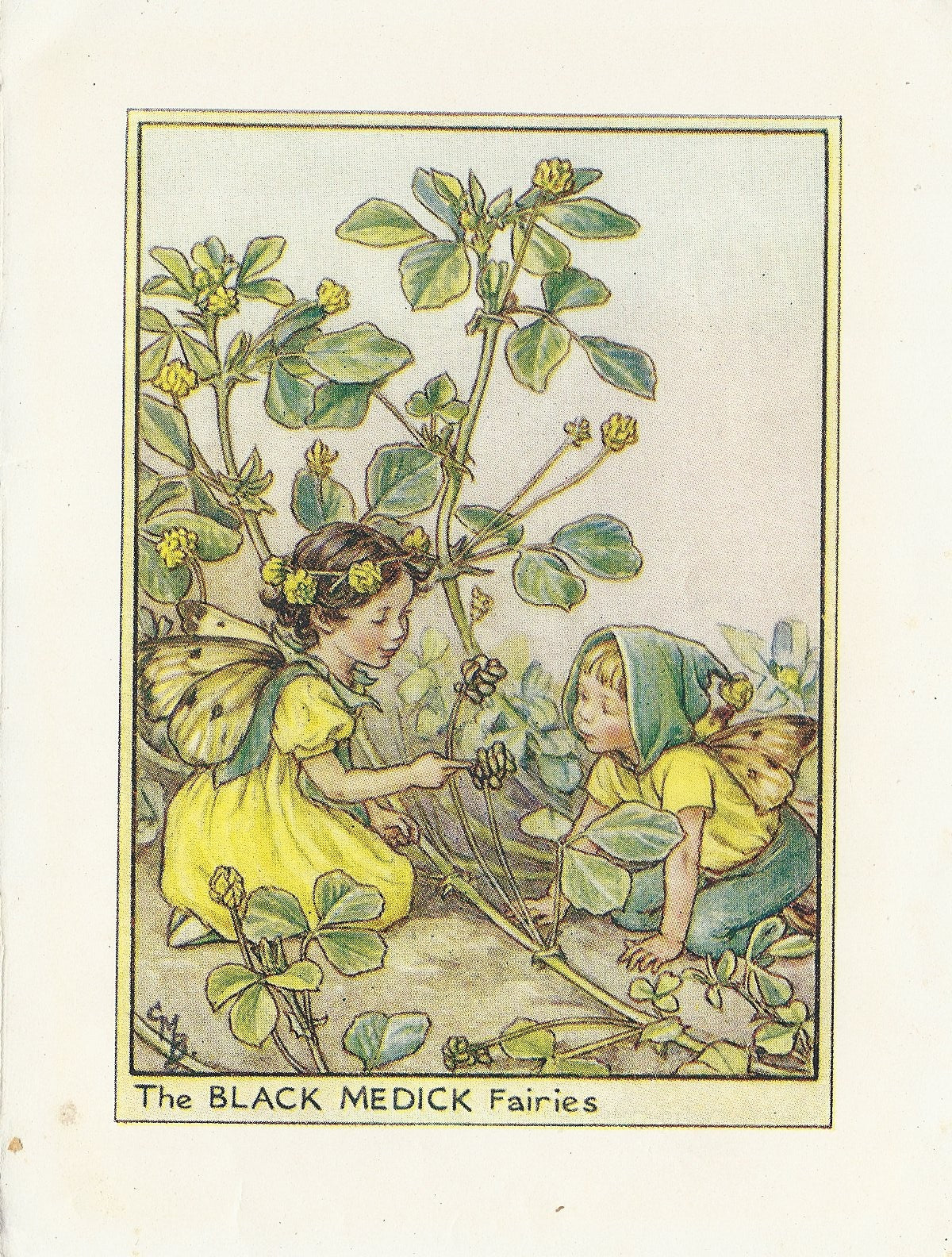 Black Medick Flower Fairy original vintage print 1948