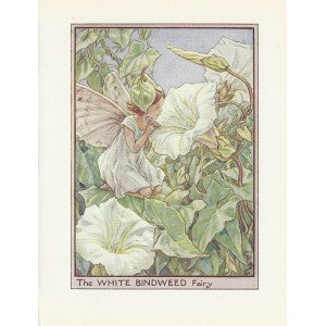 White Bindweed Flower Fairy original vintage print