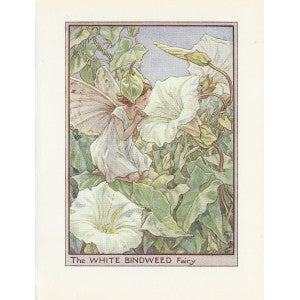 White Bindweed Flower Fairy