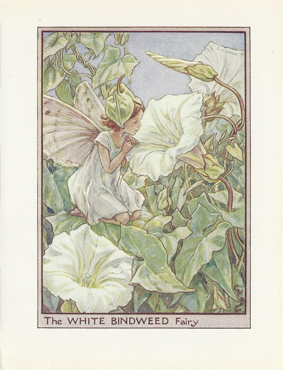 White Bindweed Flower Fairy
