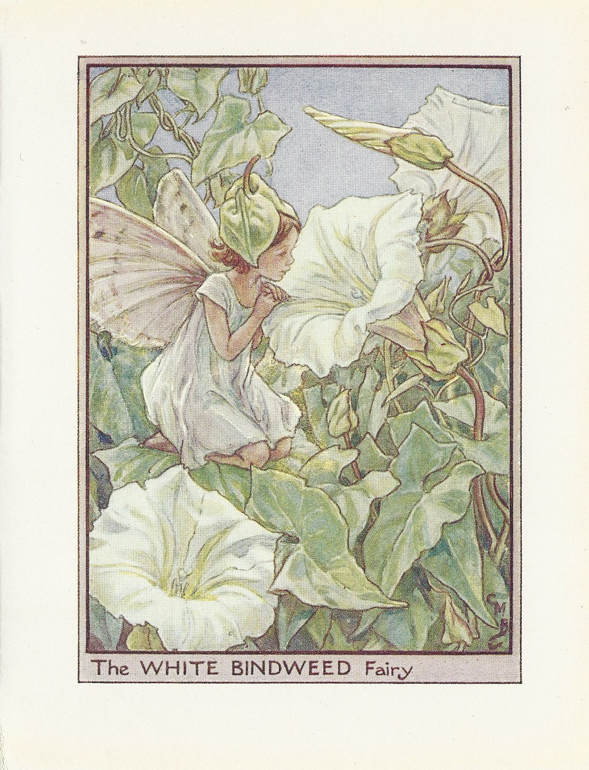 White Bindweed Flower Fairy original vintage print