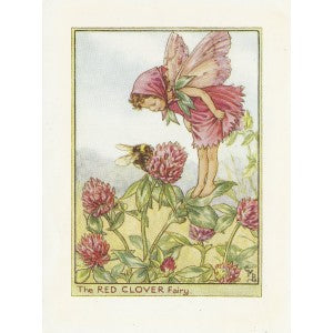 Red Clover Flower Fairy original vintage print