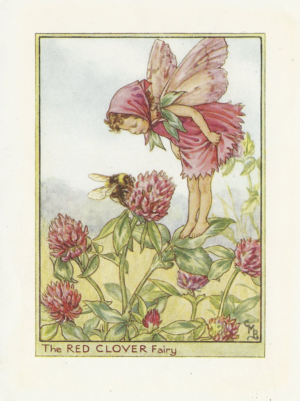 Red Clover Flower Fairy original vintage print