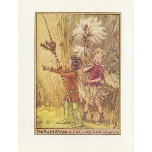 Rush-grass & Cotton-grass Flower Fairy vintage print