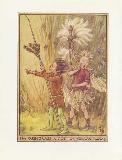 Rush-grass & Cotton-grass Flower Fairy vintage print