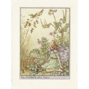 Stork's-bill Flower Fairy original vintage print