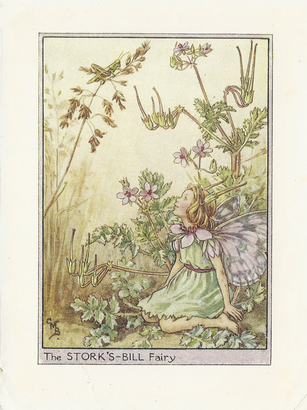 Stork's-bill Flower Fairy original vintage print