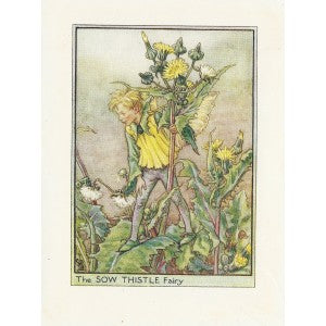 Sow Thistle Flower Fairy guaranteed original vintage print