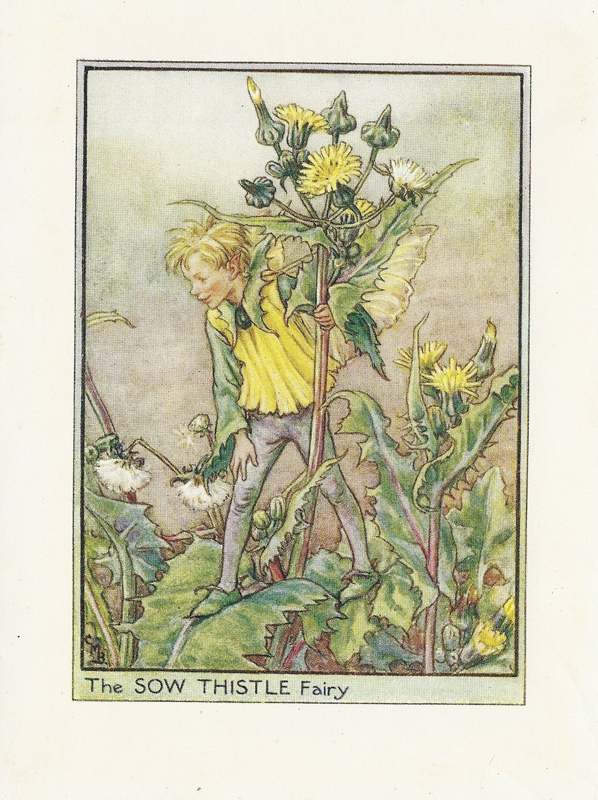 Sow Thistle Flower Fairy original vintage print