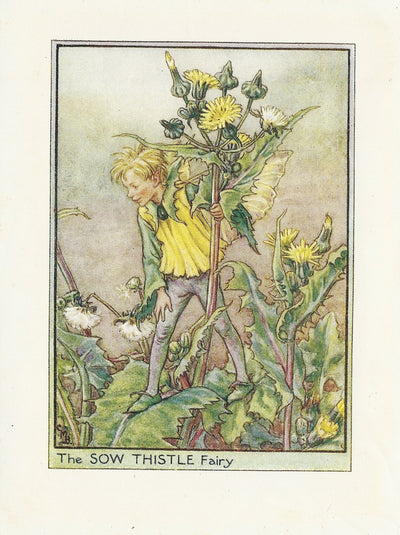 Sow Thistle Flower Fairy guaranteed original vintage print