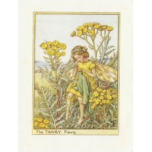 Tansy Flower Fairy guaranteed original vintage print