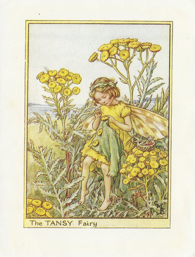 Tansy Flower Fairy original vintage print