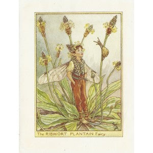 Ribwort Plantain Flower Fairy original vintage print