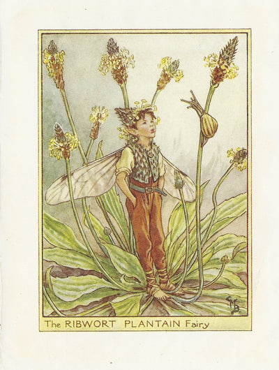 Ribwort Plantain Flower Fairy original vintage print