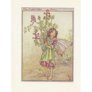 Fumitory Flower Fairy original vintage print