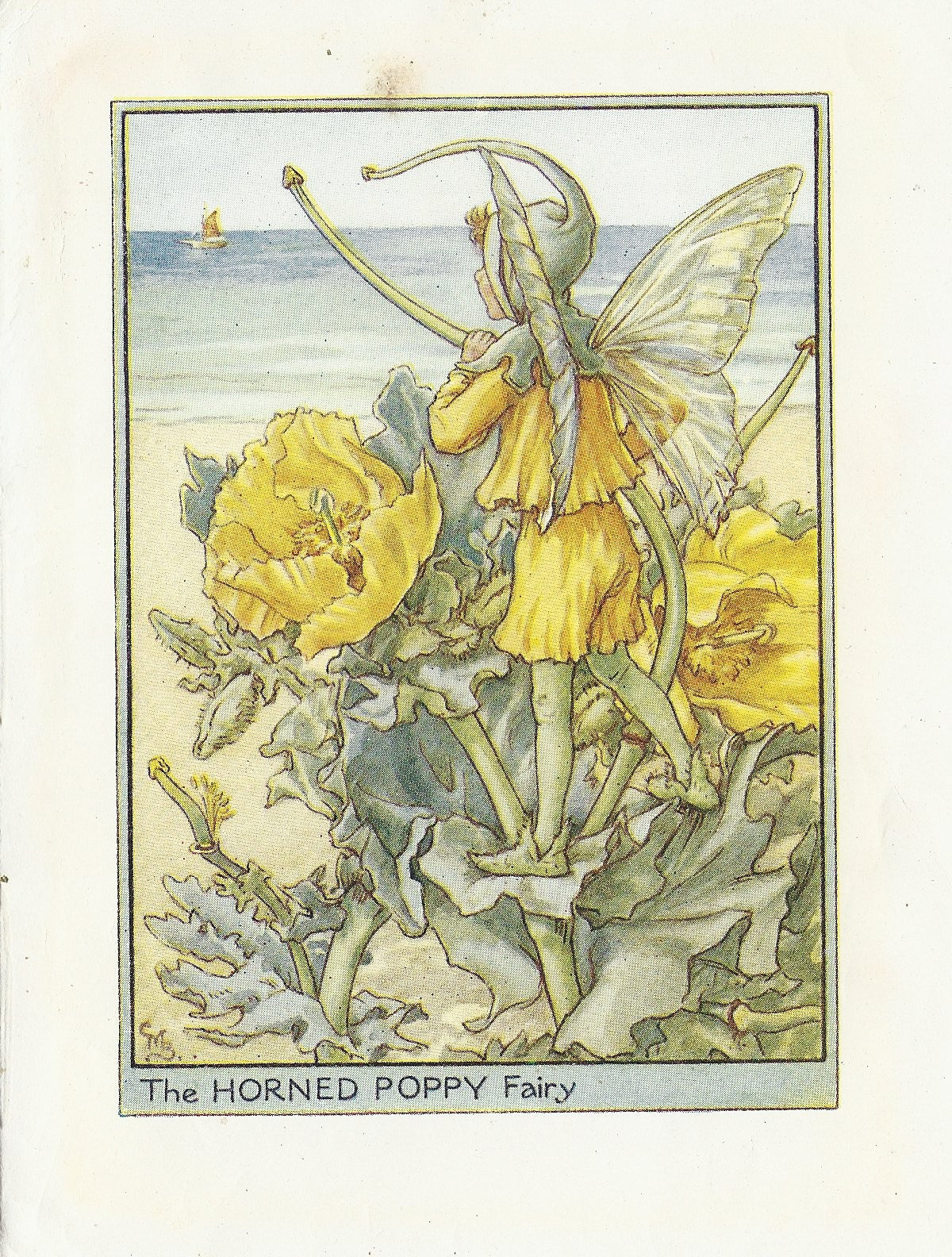 Horned Poppy Flower Fairy of the Wayside vintage print