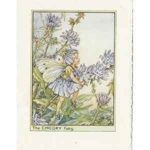 Chicory Flower Fairy guaranteed original vintage print