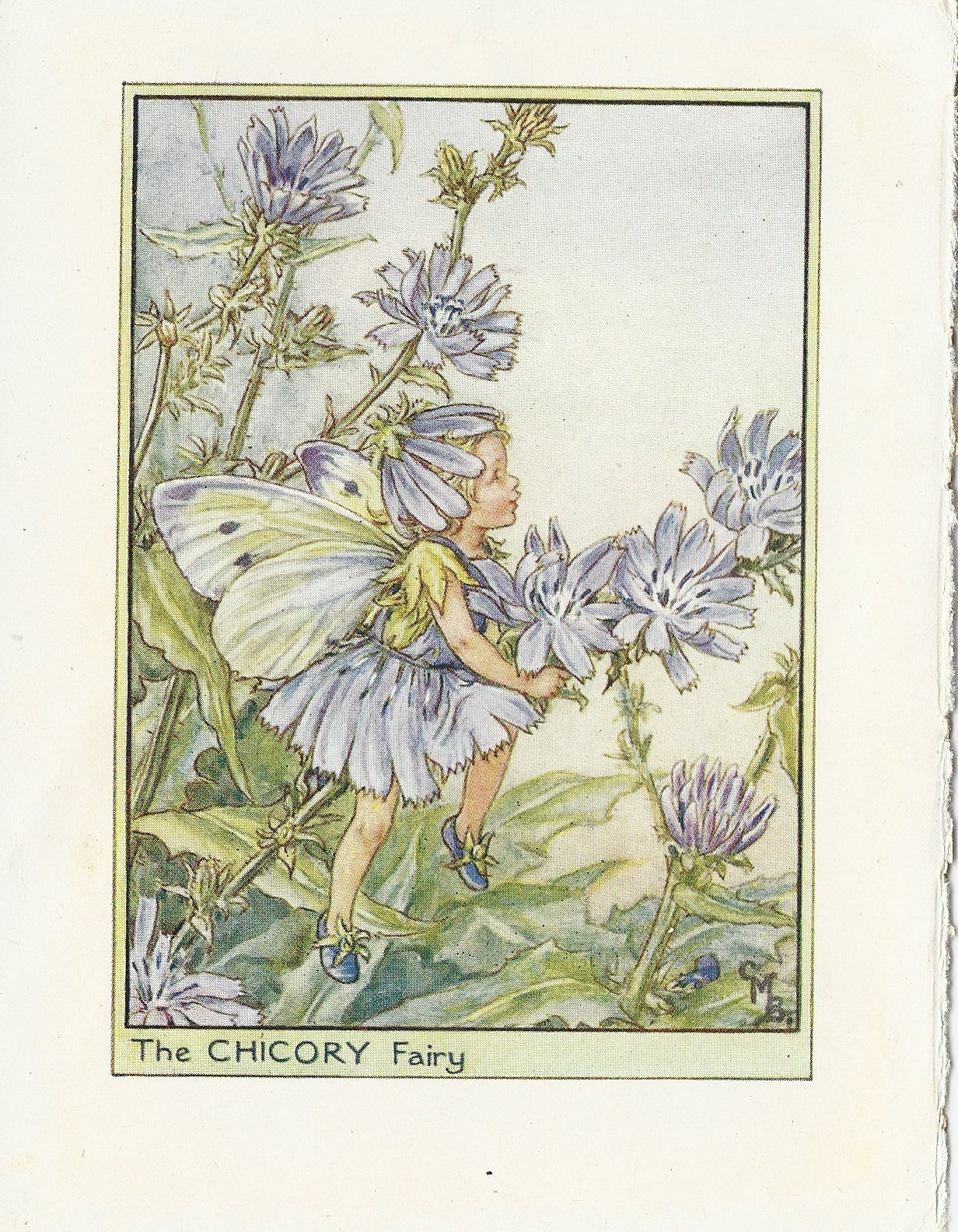 Chicory Flower Fairy guaranteed original vintage print