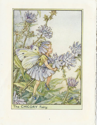 Chicory Flower Fairy vintage print