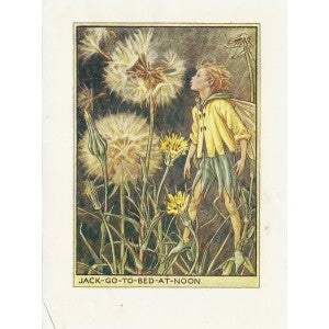 Jack-go-to-Bed-at-Noon Flower Fairy vintage print