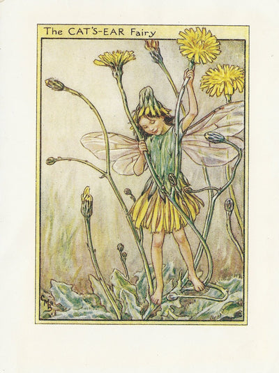 Cat's Ear Flower Fairy original vintage print