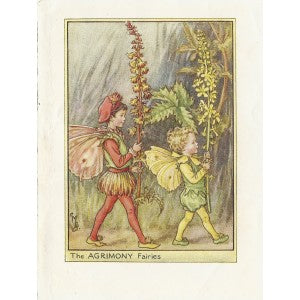 Agrimony Flower Fairy original vintage print