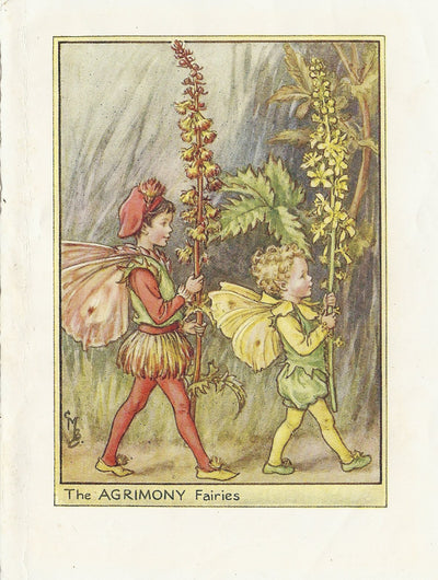 Agrimony Flower Fairy original vintage print